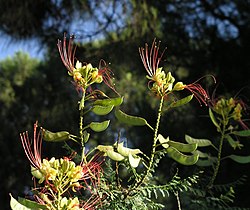 Caesalpinia gilliesii