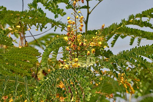 蘇芳（すおう）の黄色く咲く花,Caesalpinia sappan (Sappan wood) W IMG 3339