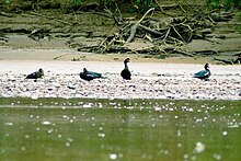 Cairina moschata (Peru)