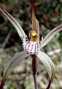 Caladenia horistes