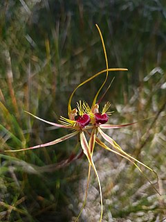 <i>Caladenia radiata</i> Species of orchid