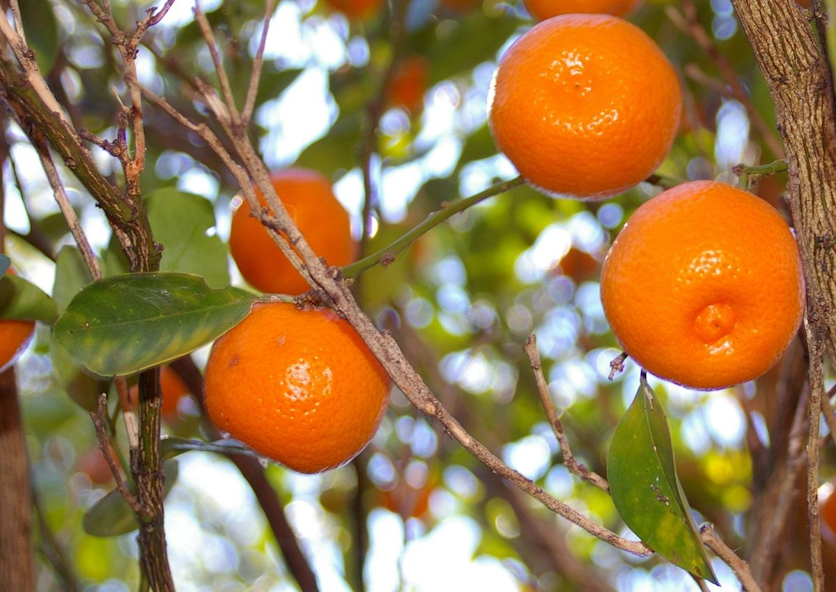 calamondin - wikipedia