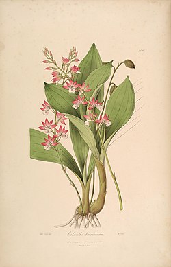 Calanthe brevicornu - Sertum - Lindley pl. 9 (1838) .jpg