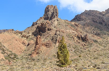 Zapato de la Reina Tenerife