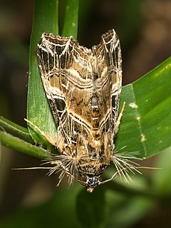 <i>Callopistria</i> genus of insects