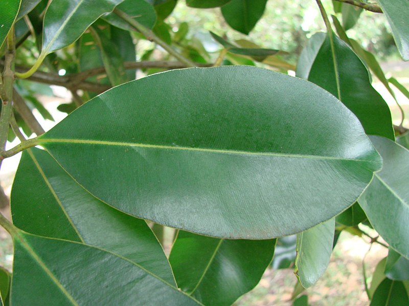 File:Calophyllum brasiliense 1 João de Deus Medeiros.jpg