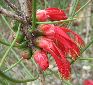 <i>Calothamnus gilesii</i> species of plant