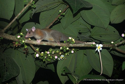 Caluramys lanatus