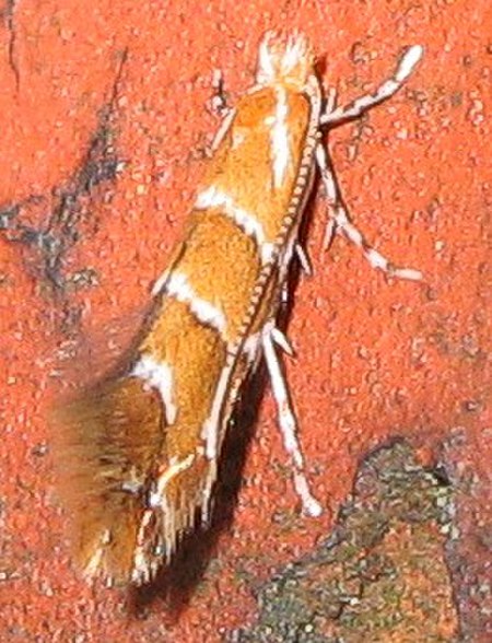 Cameraria (bướm đêm)