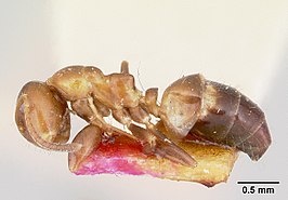 Camponotus pylartes