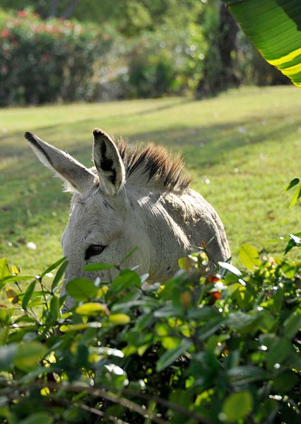 File:Caneel Bay Free Roaming Wild Donkeys 2.jpg