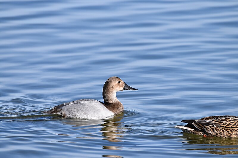 File:Canvasback great marsh 1.20.18 DSC 0829.jpg