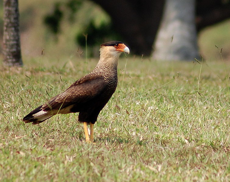 File:Caracara plancus-4.jpg