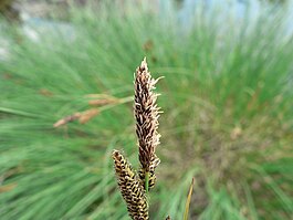 Carex cespitosa (01).jpg