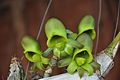 Catasetum osculatum flowers