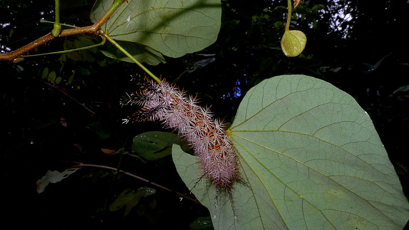 File:Caterpillar on Schnella sp., Leguminosae, , Atlantic forest, northern littoral of Bahia, Brazil (11237913275).jpg