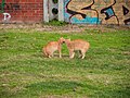 Cats, Kadikoey, Istanbul (P1100168).jpg