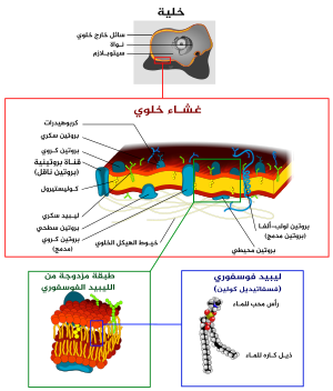 Cell membrane detailed diagram 4 ar.svg