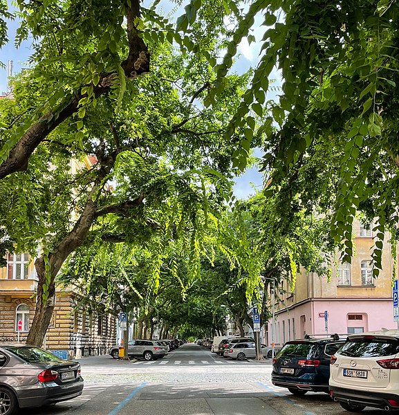 File:Celtis occidentalis Lužická Street Prague, CZE (01).jpg