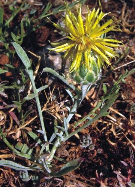 Centaurea