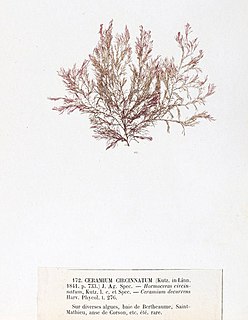 <i>Ceramium circinatum</i> Species of alga