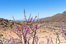 Ceraria fruticulosa-0765 - Flickr - Рагнхильд и Нил Кроуфорд.jpg