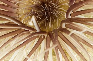 <i>Ceriantheopsis americana</i> Species of sea anemone