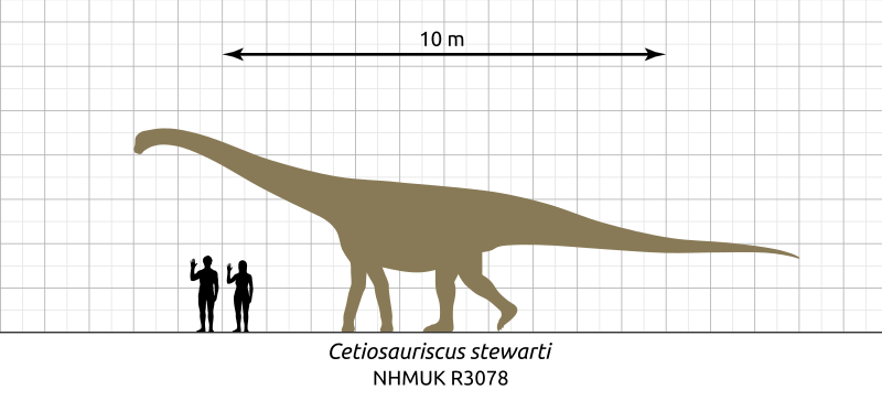 File:Cetiosauriscus-Scale-Diagram-SVG-Steveoc86.svg