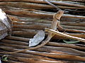 Unidentified Chameleon from Koovery