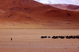 Nomade changpa menant un troupeau de yacks sur le plateau Monre plain, en bordure de l'autoroute Manali-Leh.