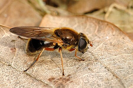 Cheilosia_albipila