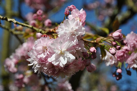 Cerisier en fleur, parc oriental de Maulévriers
