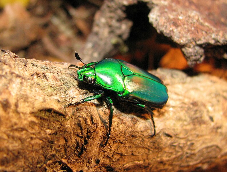 File:Chlorocales africana africana.JPG