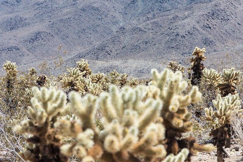 File:Cholla Cactus and mountains - Joshua Tree National Park (21950882285).jpg