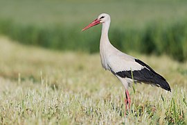 Cigogne blanche pour la 19 !