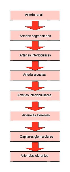 File:Circulacionrenal.jpg