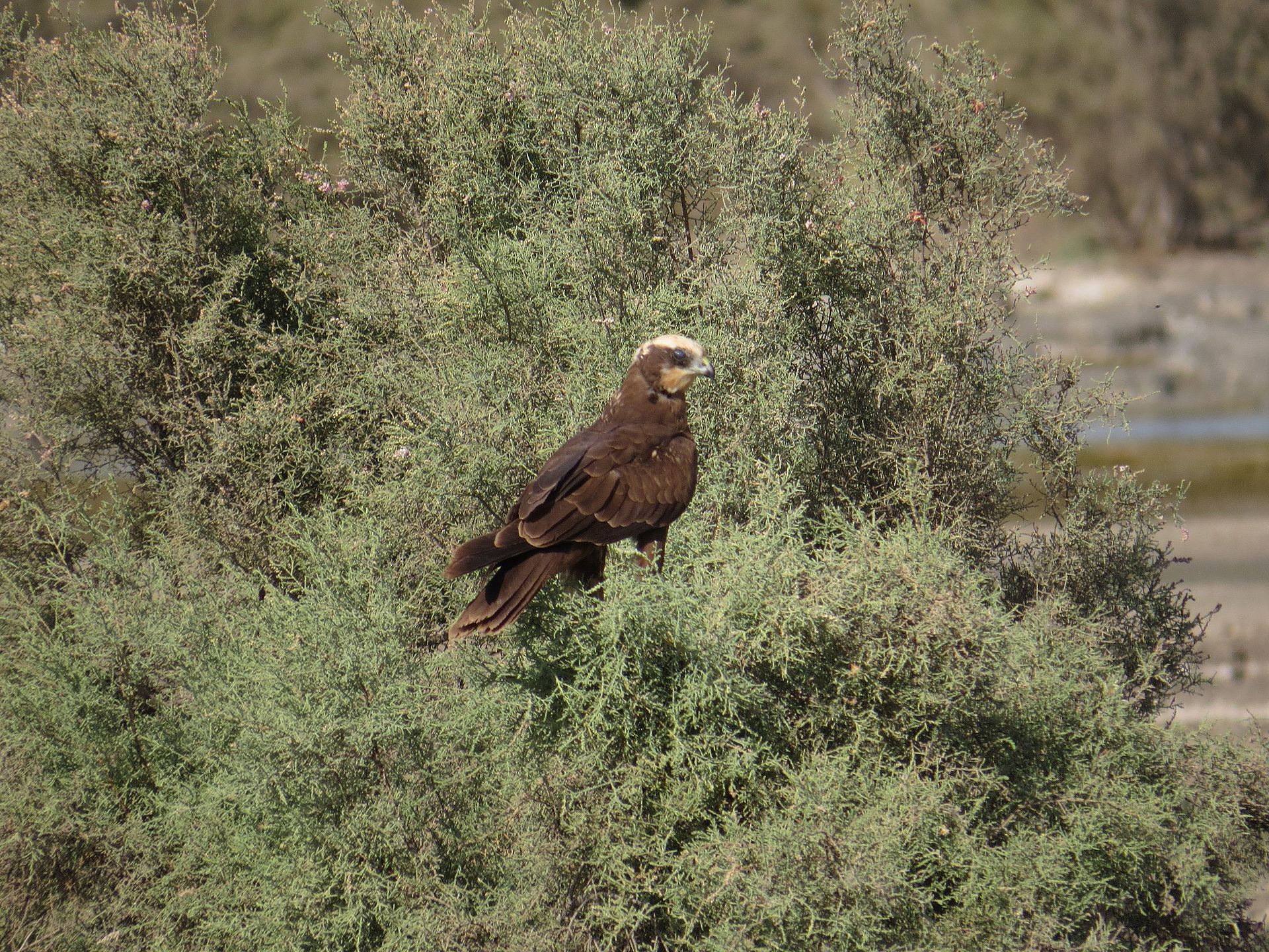 Marsh Harrier female