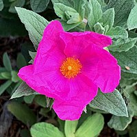 Curly rock rose