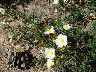 <i>Cistus libanotis</i> Species of flowering plants in the rock rose family Cistaceae