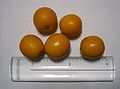 kumquats redónd (o citrofortunella)