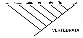 The same relationship, expressed as a cladogram typical for cladistics Cladogram vertebrata.jpg