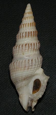 Clathrodrillia gibbosa 002.jpg