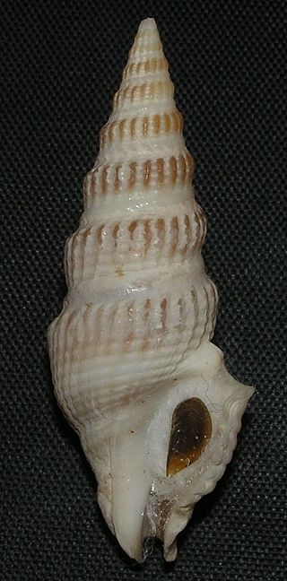 <i>Clathrodrillia gibbosa</i> Species of gastropod