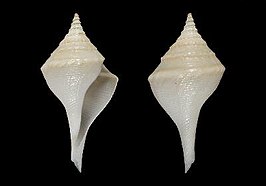 Clavosurcula schepmani