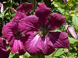 Clematis viticella 'Rubra'