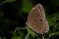 * Nomination Close wing basking position of Ethope himachala (Moore, 1858) - Dusky Diadem --ManaskaMukhopadhyay 06:28, 25 November 2022 (UTC) * Promotion  Support Good quality. ManaskaMukhopadhyay After I've reviewing your butterflies images for many weeks, I have to ask, when can we expect that you review the QI candidates of other users here. --Poco a poco 09:30, 25 November 2022 (UTC)