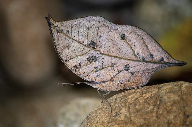 File:Close wing basking position of Kallima inachus (Doyère, 1840) - Orange Oakleaf.jpg