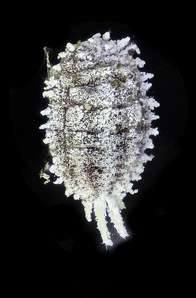 File:Cochinilla harinosa de la familia Pseudococcidae vista dorlsal.jpg