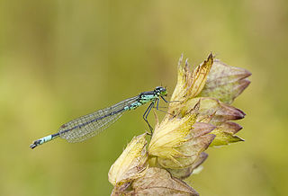 <span class="mw-page-title-main">Norfolk damselfly</span> Species of insect