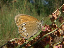 Tamsusis satyriukas